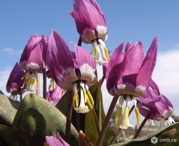 Кандык сибирский в цвету.