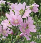 Лаватера – многолетний садовый цветок. Куст состоит из 10-15 стеблей высотой 1,5 м, сплошь покрытых с июля до сентября крупными розовыми цветками диаметром до 5 см.