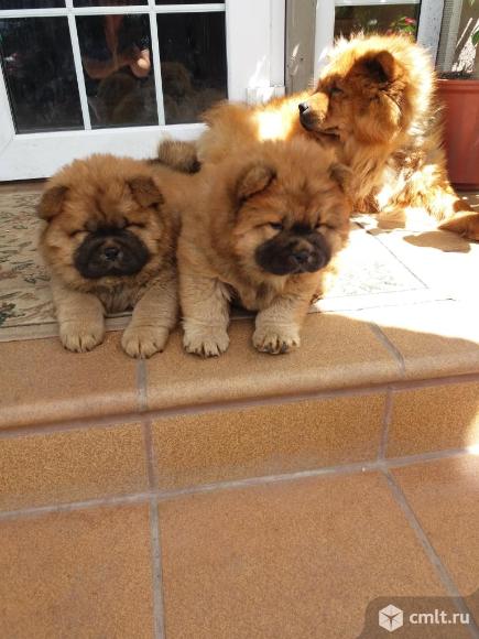 Щенки  чау чау. Фото 1.