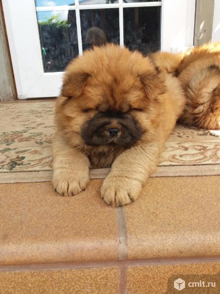 Щенки  чау чау. Фото 7.