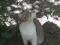 кот белый камышовый серый