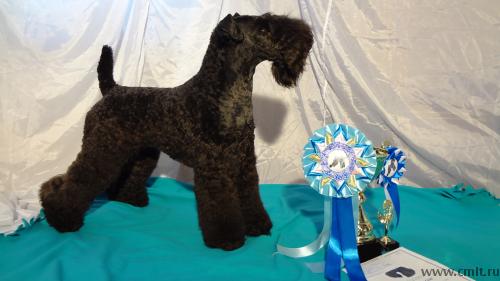 Отец: Edbrios United Colors