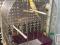 Попугай Корела с клеткой. Фото 2.