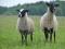 Продам романовских овец. Фото 2.