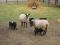 Продам романовских овец. Фото 6.