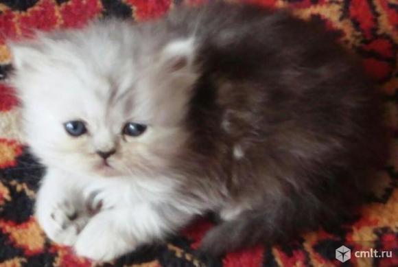 Персидский котенок. Серебристая шиншилла. Фото 1.