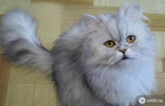 Персидский котенок. Серебристая шиншилла. Фото 4.