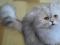 Персидский котенок. Серебристая шиншилла. Фото 4.