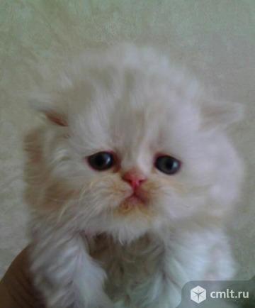 Персидские котята. Фото 1.