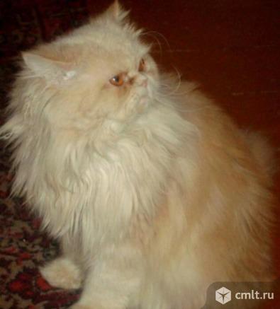 Персидские котята. Фото 4.