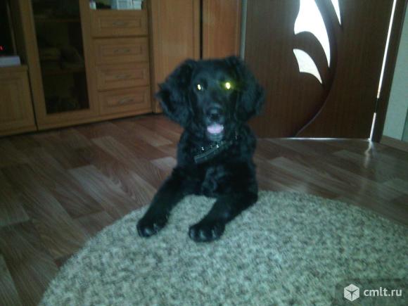 Отдам собаку. Фото 1.