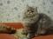 Продается шаотландский длинношерстный котик. Фото 1.