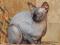Канадский сфинкс котик. Фото 1.