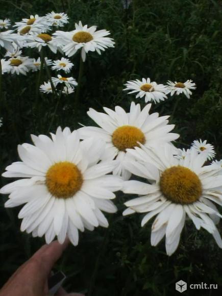 Белая крупная ромашка. Фото 3.