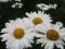 Белая крупная ромашка. Фото 3.