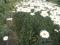 Ромашка белая крупная. Фото 3.