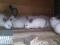 Чистопородные кролики. Фото 5.