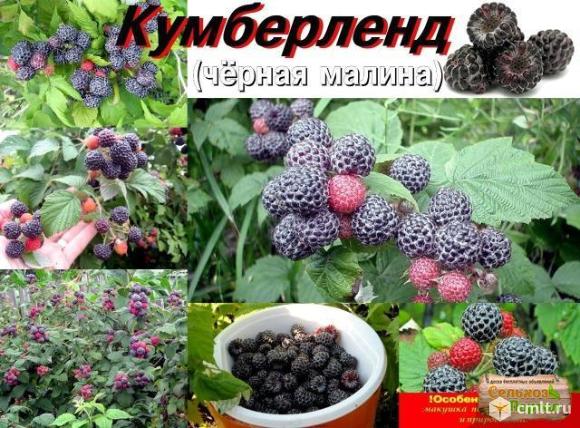 Малина кумберленд фото и описание