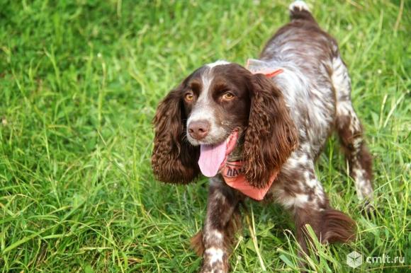 Щенки русского кокер - спаниель. Фото 7.