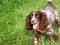 Щенки русского кокер - спаниель. Фото 7.