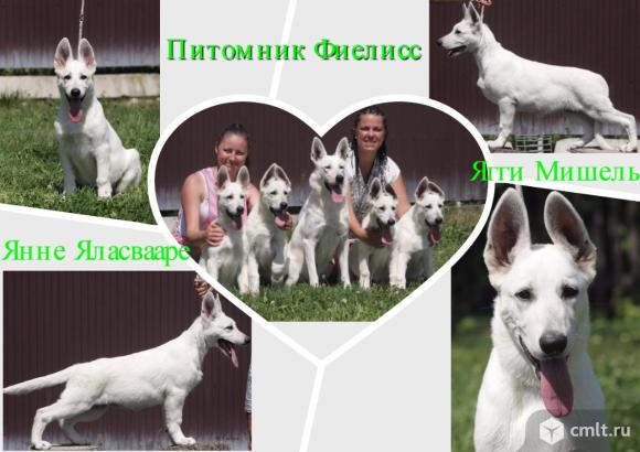 купить БШО, щенки БШО, белая швейцарская овчарка, питомник Фиелисс, Фиелисс Урания Арагонес, Пасхальный помет БШО