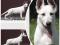 купить БШО, щенки БШО, белая швейцарская овчарка, питомник Фиелисс, Фиелисс Урания Арагонес, Пасхальный помет БШО