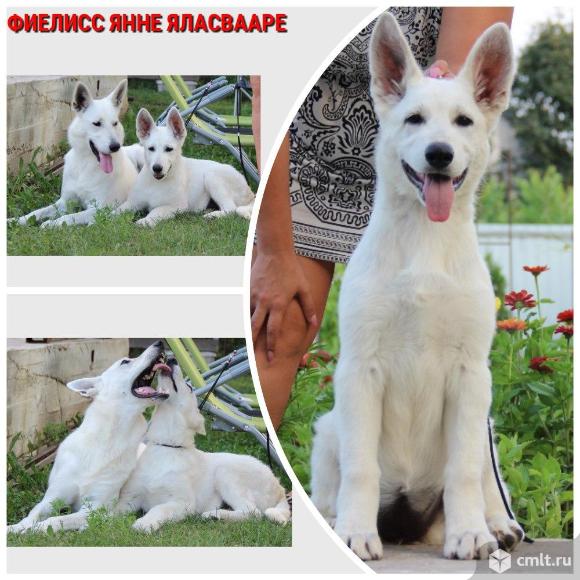 купить БШО, щенки БШО, белая швейцарская овчарка, питомник Фиелисс, Фиелисс Урания Арагонес, Пасхальный помет БШО