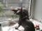 Вязка кота канадского сфинкса. Фото 1.