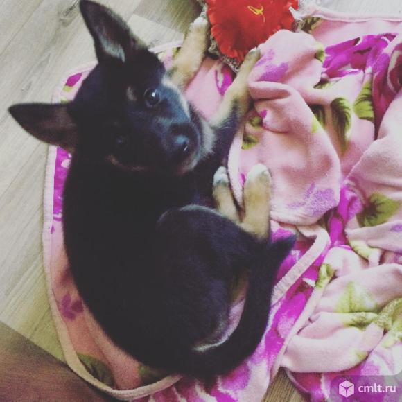 Найден щенок. Фото 1.