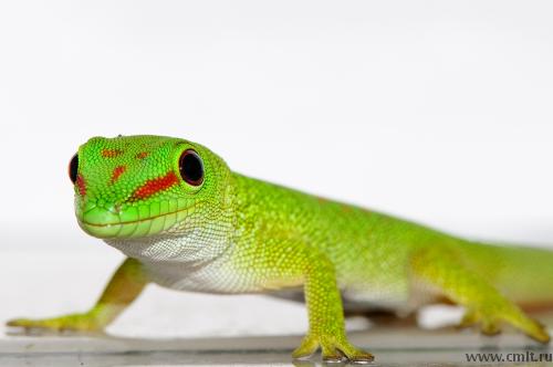 Дневной мадагаскарский геккон (фельзума).