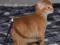Абиссинский котенок.. Фото 2.