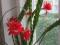 Лесной  кактус  -  Эпифиллум   Акермана. Фото 2.