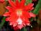 Лесной  кактус  -  Эпифиллум   Акермана. Фото 5.