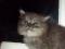Персидский котик. Фото 2.
