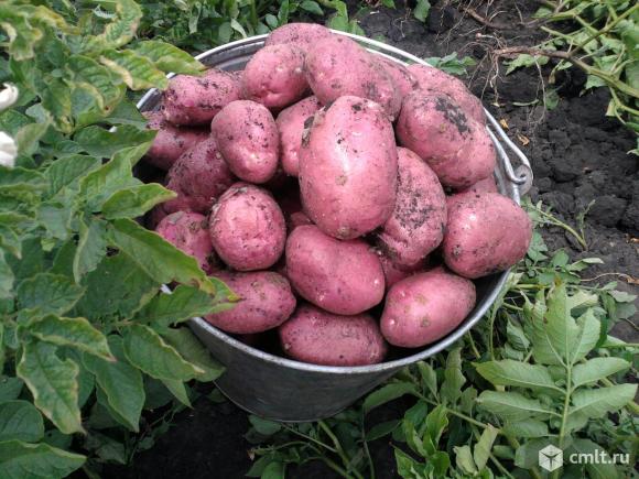 Продам домашний картофель.. Фото 1.