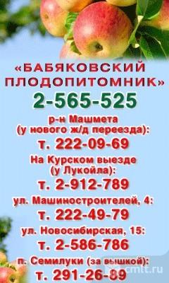 Бабяковский плодопитомник ул машиностроителей 4 отзывы. Плодопитомник. Бабяковский Плодопитомник Воронеж. Плодопитомник Вишневка. Бабяковский Плодопитомник каталог.