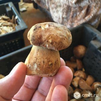 100% Грибы куплю ягоды. Приём лисички, сушёные сморчки. Урожай 2017. Фото 1.