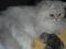 персидский шиншилловый котик. Фото 5.