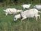 Распродажа коз , уменьшение поголовья. Фото 3.