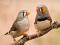 Ручных птенцов волнистых попугаев,корелл,амадин.. Фото 3.