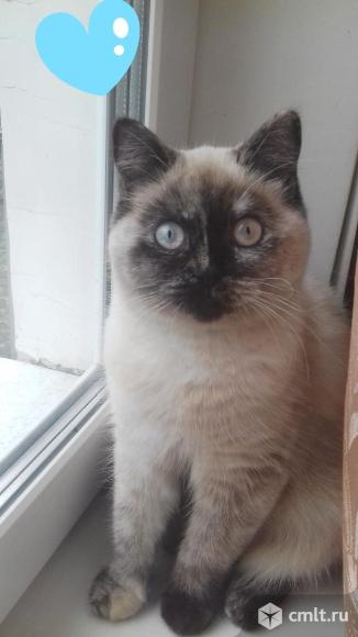 Отдам британскую кошку в хорошие руки. Фото 1.