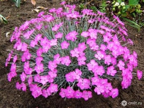 Многолетняя гвоздика. Фото 1.