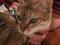 Замечательная абиссинская кошечка с изумрудными глазами. Фото 3.