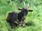 Продается молочная черная коза и породистый козел. Фото 1.