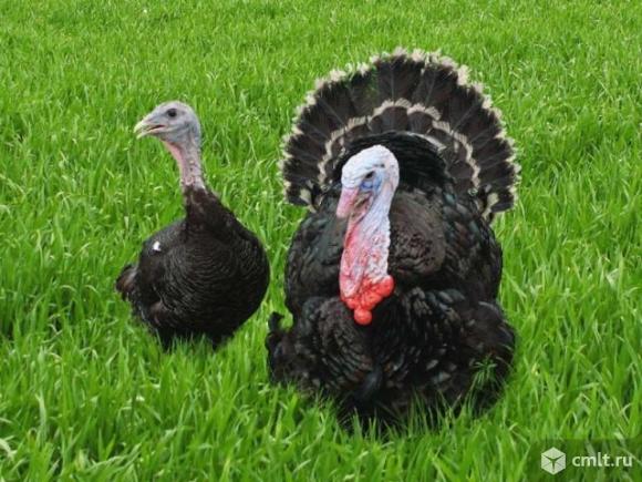 Продам индюшек и индюков. Фото 1.