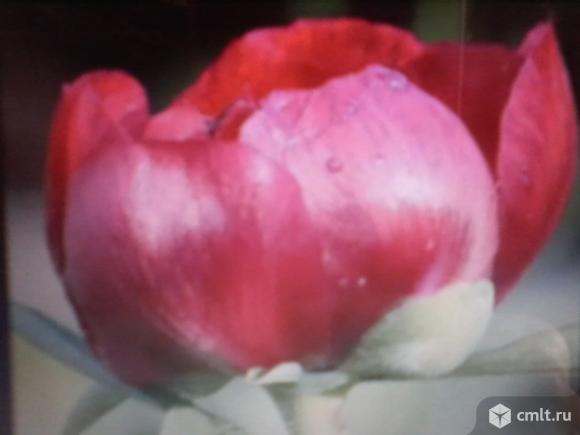 Пионы. Фото 1.