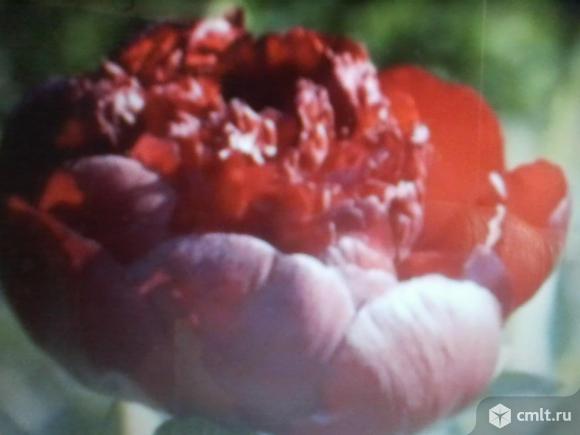 пион вишневый. Фото 2.