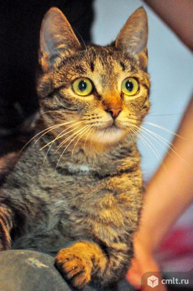 Великолепная Санса Старк ищет свое Королевство. Фото 2.