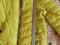 Куртка осенняя жёлто-зелёная, на 8-10 лет.. Фото 3.