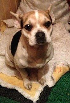 Отдам помесь французского бульдога. Фото 1.